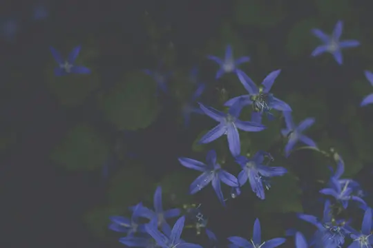 A close-up shot of several small, star-shaped blue flowers with five petals, surrounded by dark green, out-of-focus leaves.