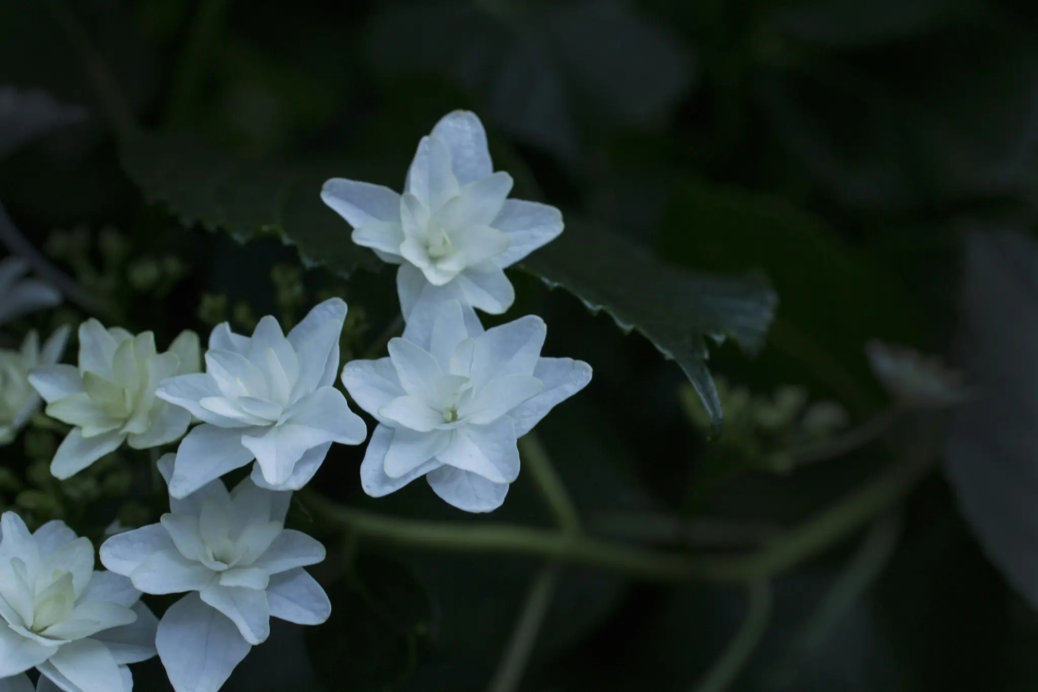 A close-up of several white hydrangea flowers with star-shaped petals, set against a dark, blurred green background.