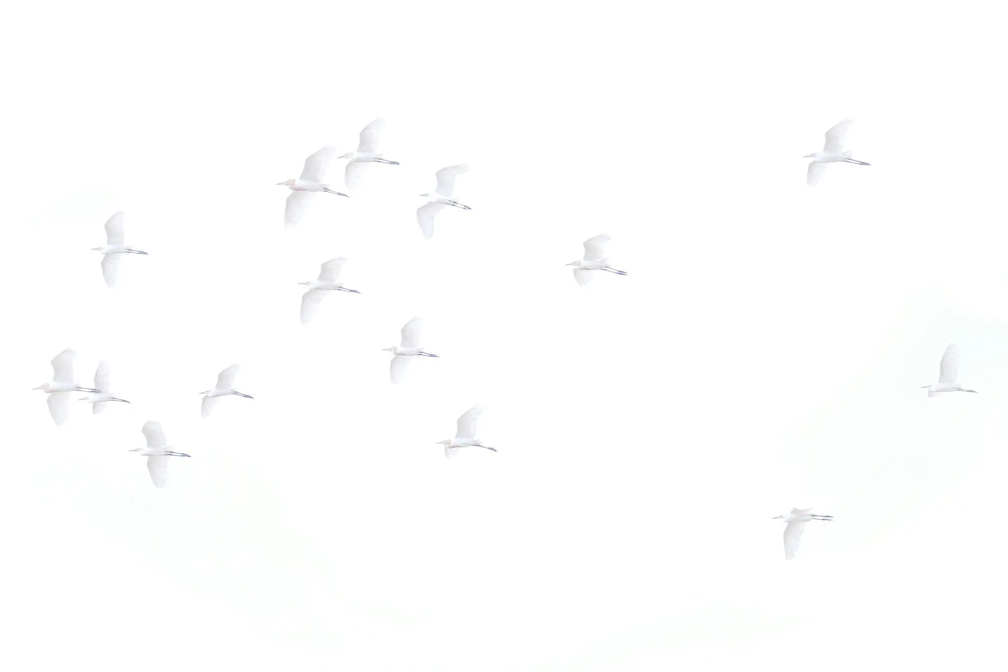 En flock vita fåglar, möjligen hägrar, är spridda över en ljus, nästan helt vit bakgrund, fångad…