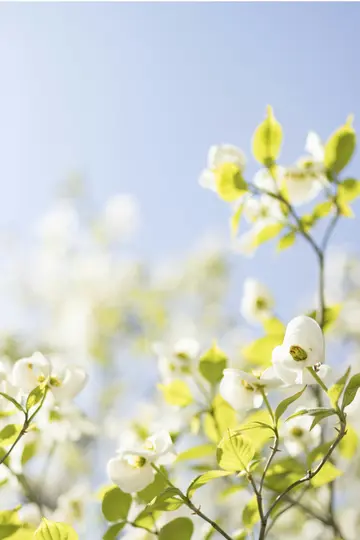 En närbild av vita kornellblommor med klargröna blad mot en mjuk, klarblå himmel.