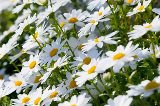 En närbild av många vita prästkragar med ljusgula mitt, omgivna av gröna stjälkar och blad.