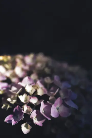 En närbild av rosa och vita hortensia-blommor med ett grunt skärpedjup och en mörk, suddig bakgrund.