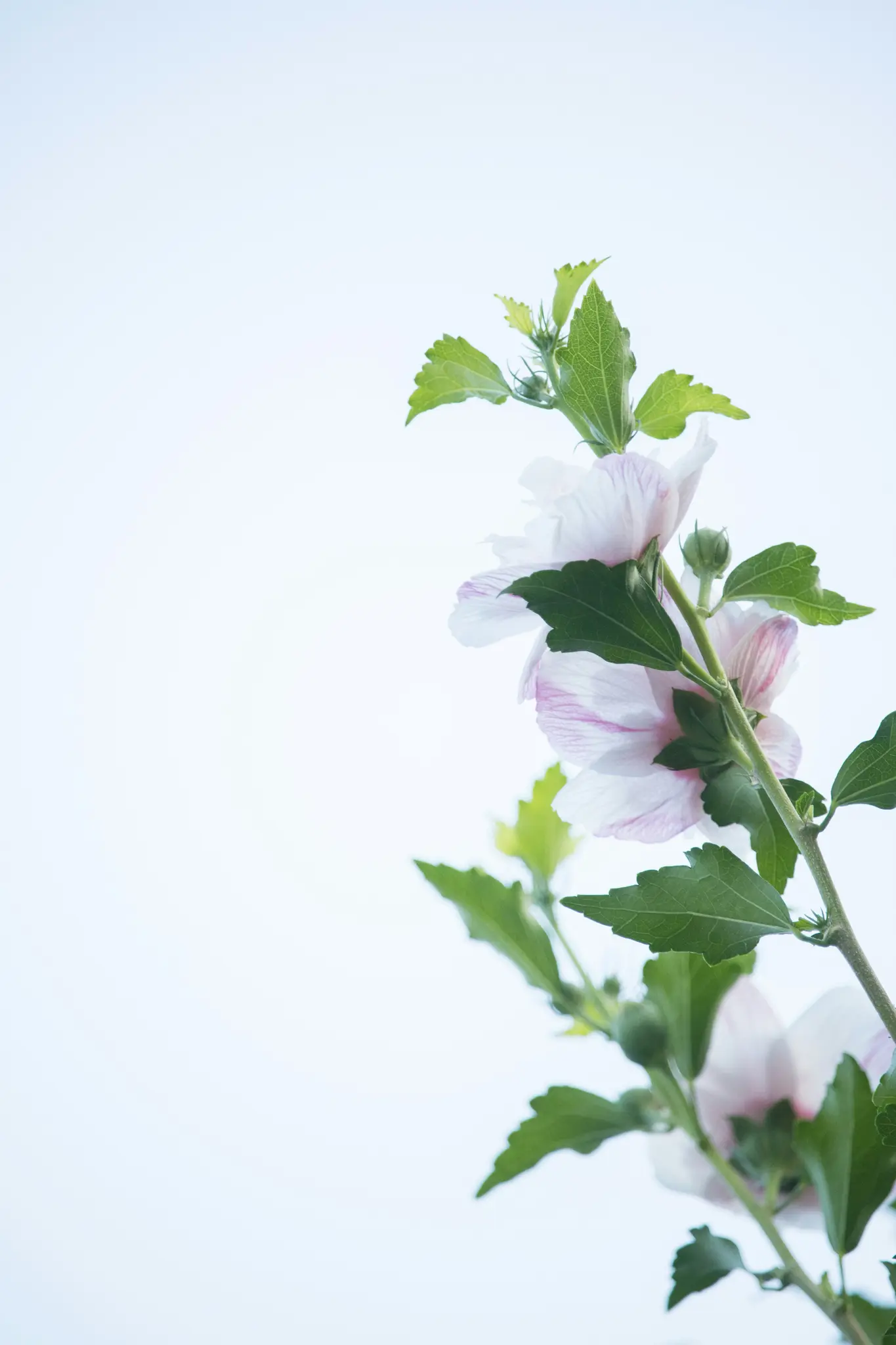 Et nærbillede af en gren med flere lyserøde hibiscusblomster og grønne blade, sat mod en blød, lyseblå baggrund.