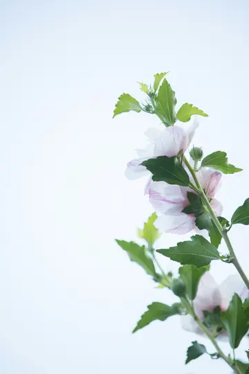 En närbild av en gren med flera ljusrosa hibiskusblommor och gröna blad, mot en mjuk, ljusblå bakgrund.