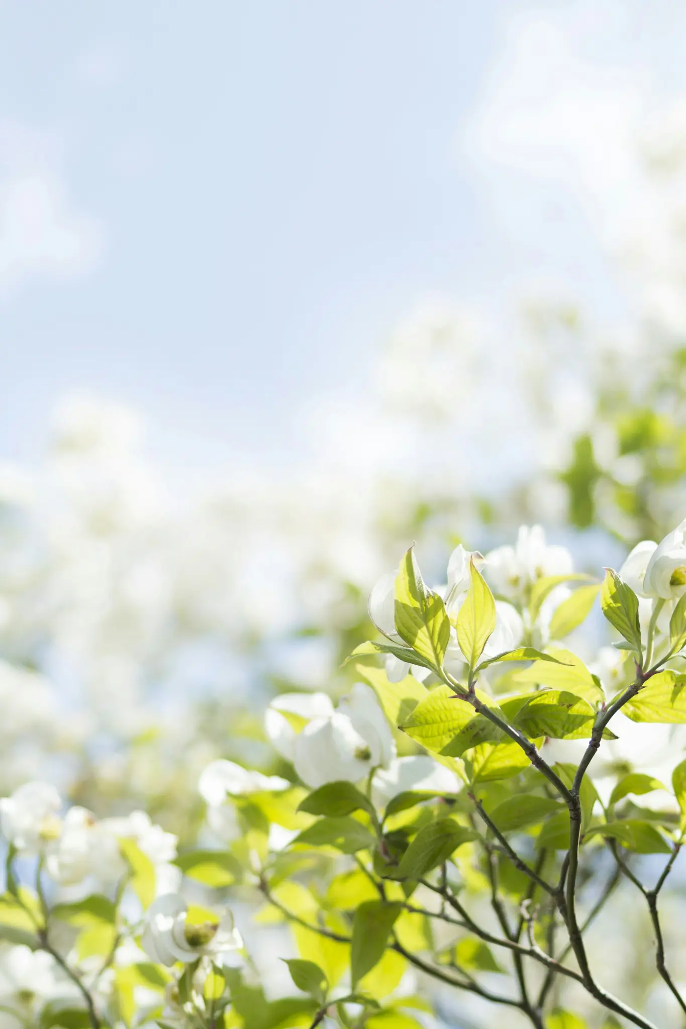 En närbild av vita kornellblommor och ljusgröna blad mot en mjuk, ljusblå himmel i bakgrunden.