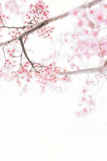 En närbild av delikata rosa och vita körsbärsblommor på trädgrenar mot en mjuk, klarvit bakgrund.