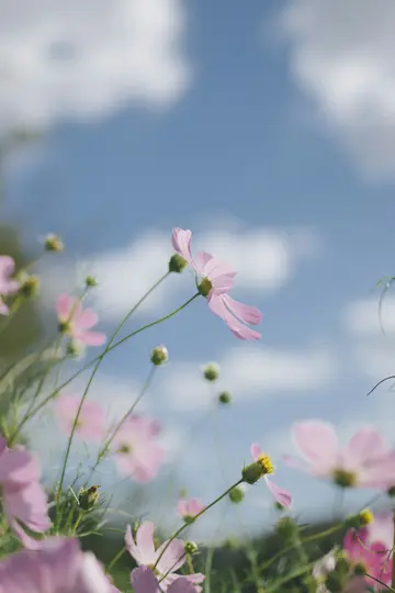 En närbild av delikata rosa kosmosblommor med gröna stjälkar, mot en klarblå himmel med mjuka vita moln.