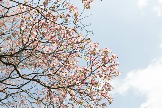 En närbild av ett träd med många ljusrosa blommor och mörka kala grenar mot en blekblå himmel.