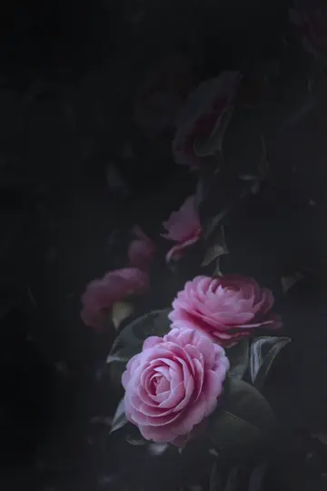 En närbild av flera rosa kameliablommor med mörkgröna blad, mot en mycket mörk, suddig bakgrund.