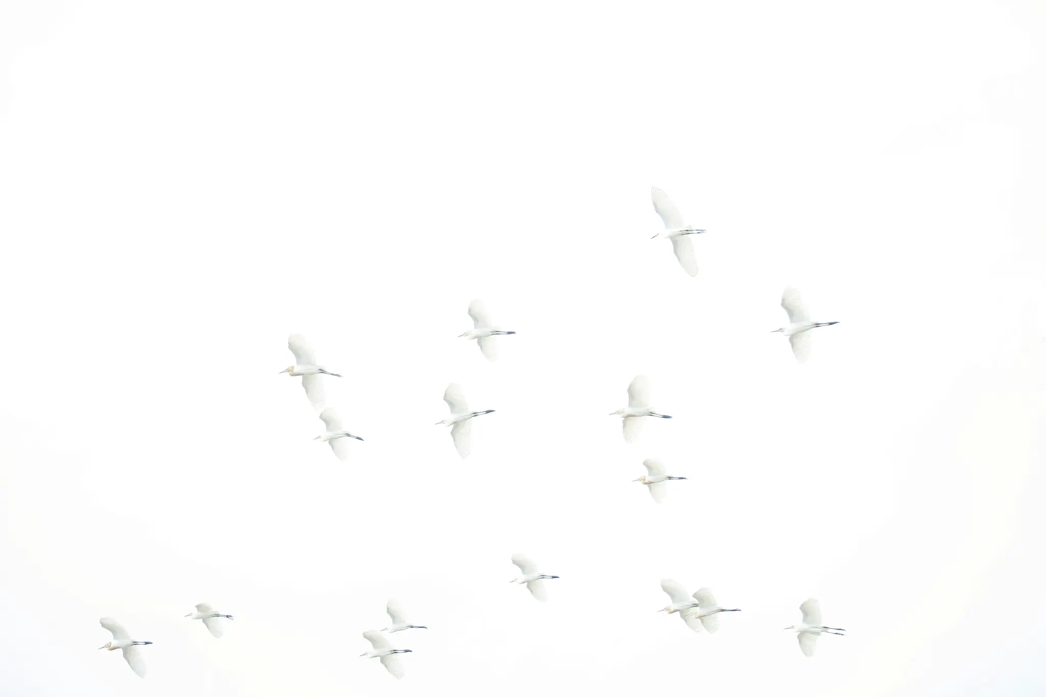 Ett high-key fotografi visar en flock på cirka 15 vita fåglar, möjligen hägrar, som flyger över en ljusvit himmel.
