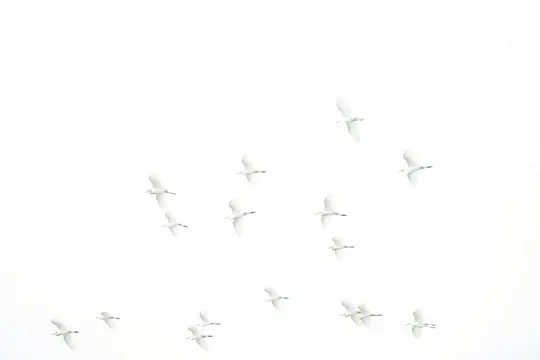 Ett high-key fotografi visar en flock på cirka 15 vita fåglar, möjligen hägrar, som flyger över en ljusvit himmel.