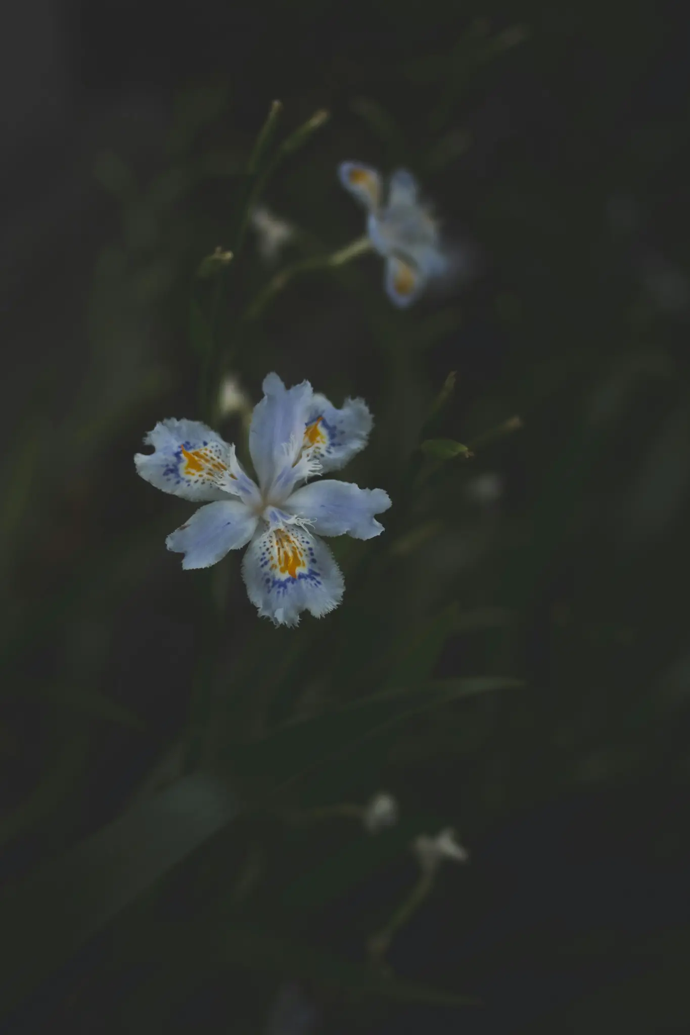 A light blue iris flower with ruffled petals and orange and dark blue spots is centered against a dark, blurred background.