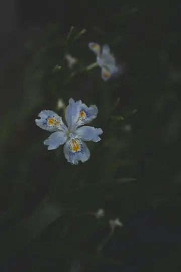 A light blue iris flower with ruffled petals and orange and dark blue spots is centered against a dark, blurred background.