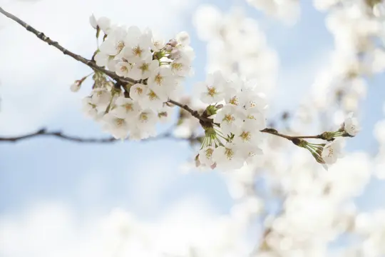 En närbild av vita körsbärsblommor på en brun gren, med en mjuk blå himmel och suddiga vita blommor i bakgrunden.