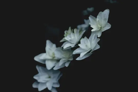 A diagonal line of light blue-green flowers with white centers against a dark, almost black background. The flowers are in…
