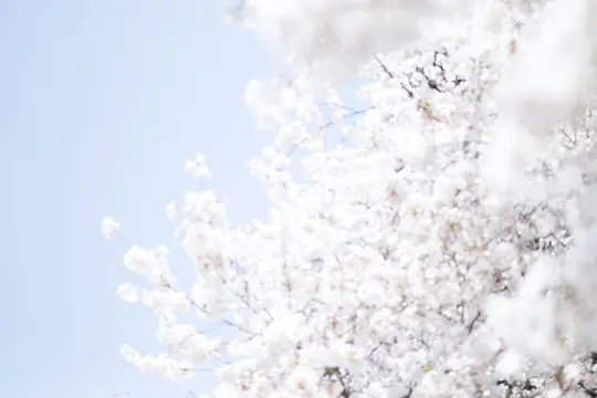 Ett mjukt fotografi av vita körsbärsblommor som fyller den högra sidan av bilden, mot en klar, ljusblå himmel.
