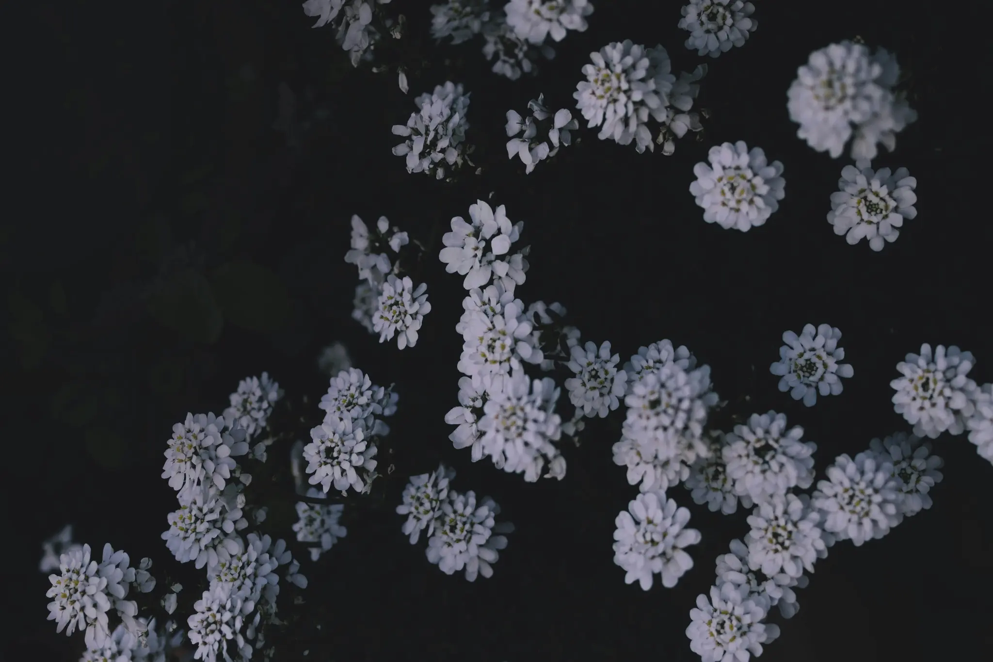 En närbild, uppifrån och ner, av talrika små vita blommor med blekgula mittar mot en mörk, dämpad bakgrund.