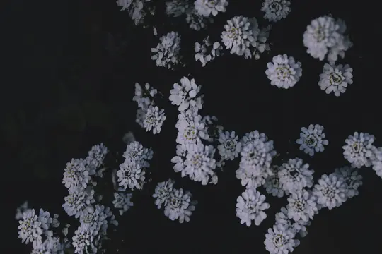 En närbild, uppifrån och ner, av talrika små vita blommor med blekgula mittar mot en mörk, dämpad bakgrund.