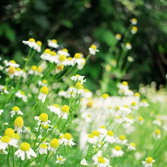 A close-up photo of a field of white and yellow chamomile flowers with a soft, blurred green background.