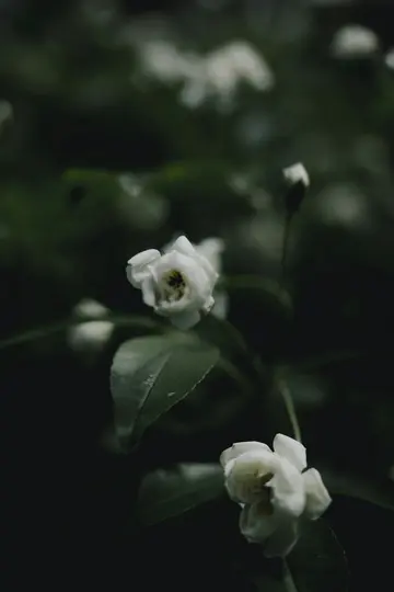 En närbild av små vita blommor med gröna blad mot en mörk, suddig bakgrund.