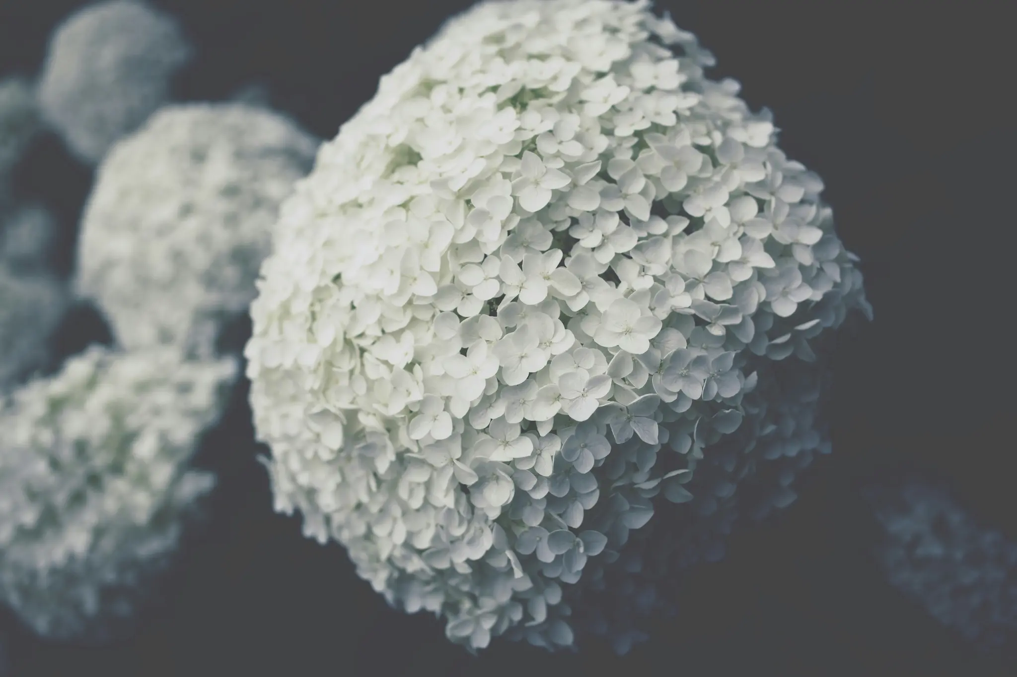 A large, spherical white hydrangea bloom fills the right side of the frame, with smaller, out-of-focus blooms in the…