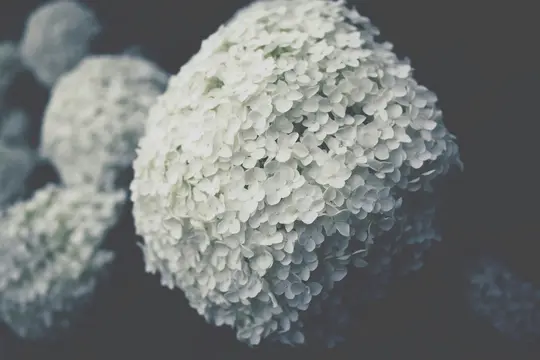 A large, spherical white hydrangea bloom fills the right side of the frame, with smaller, out-of-focus blooms in the…