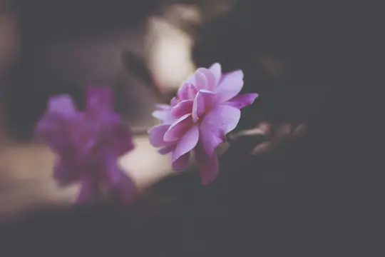 En mjuk fokus närbild av en levande rosa blomma med delikata kronblad, mot en mörk, suddig bakgrund.