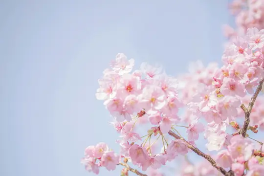 En närbild av talrika mjuka rosa körsbärsblommor samlade på bruna grenar, mot en klar, ljusblå himmel.