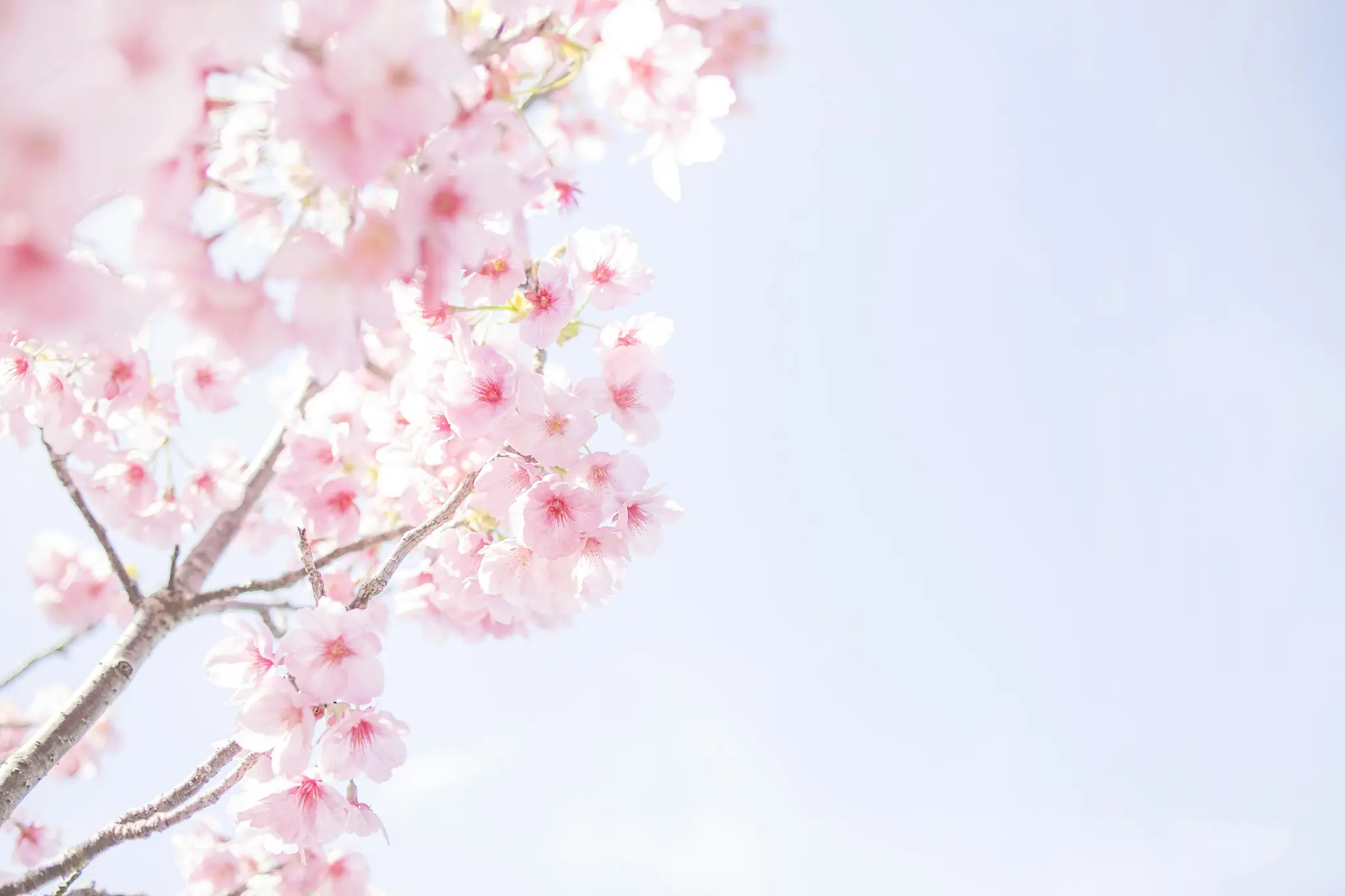 En närbild av delikata rosa körsbärsblommor på en gren, mot en klar, ljusblå himmel.