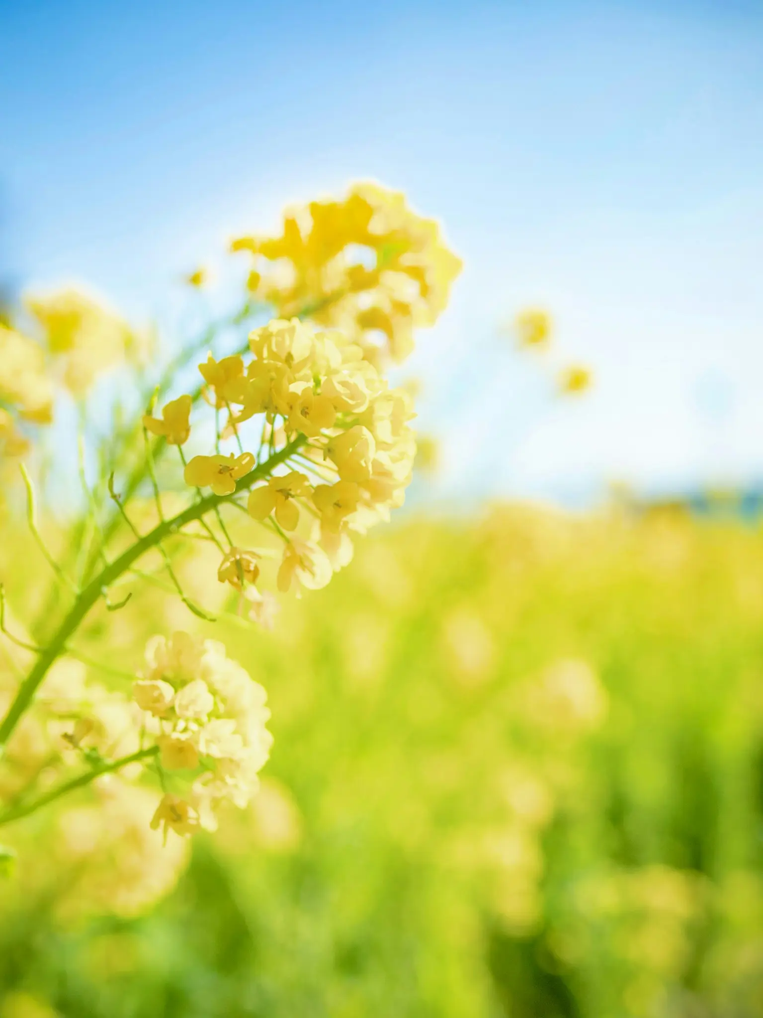A close-up shot of vibrant yellow rapeseed flowers in bloom, with a soft-focus field of more yellow flowers below a clear…