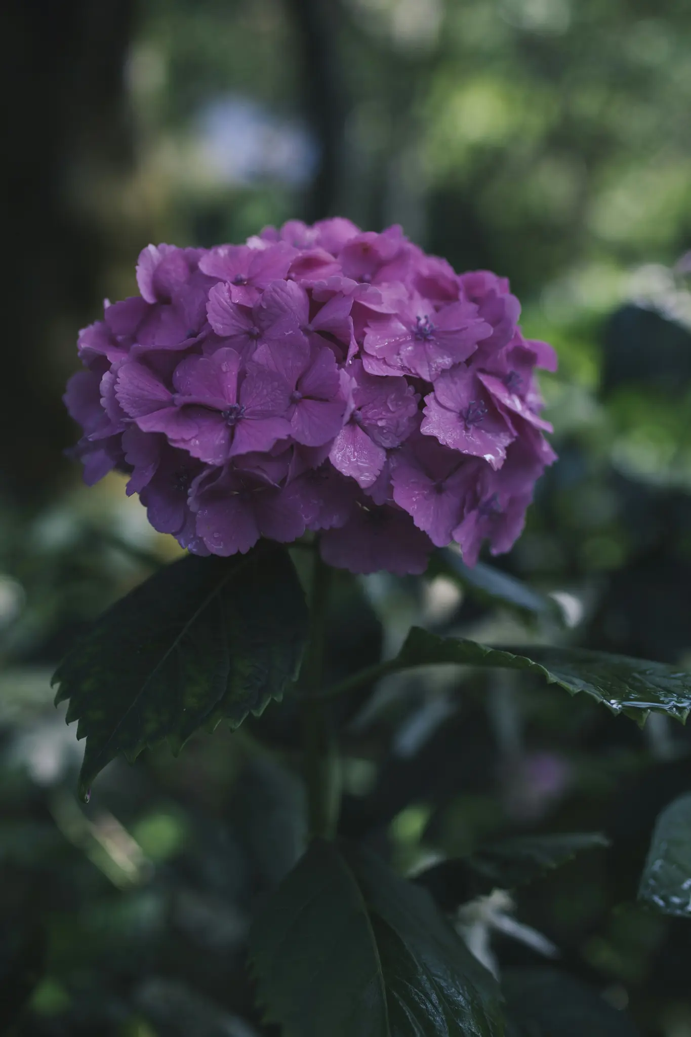Et nærbillede af en levende, lilla hortensia-blomst dækket af små vanddråber, sat mod en blød, sløret grøn baggrund.