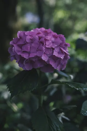 En närbild av en livlig, lila hortensia-blomma täckt av små vattendroppar, mot en mjuk, suddig grön bakgrund.