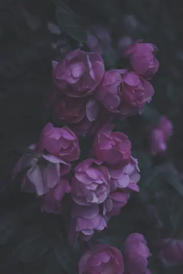 A close-up shot of several pink roses with dark green leaves, appearing in soft, muted light.