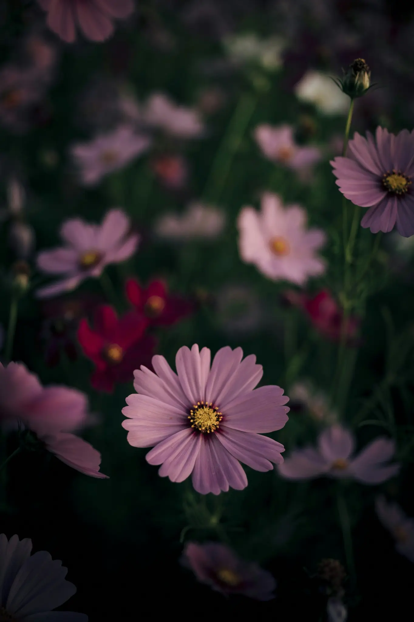 En levende lilla kosmosblomst med en lys gul midte, omgivet af slørede lyserøde og røde blomster.