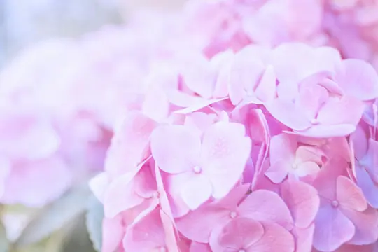 A close-up, soft-focus shot of numerous light pink hydrangea blossoms, creating a dreamy, pastel floral scene.