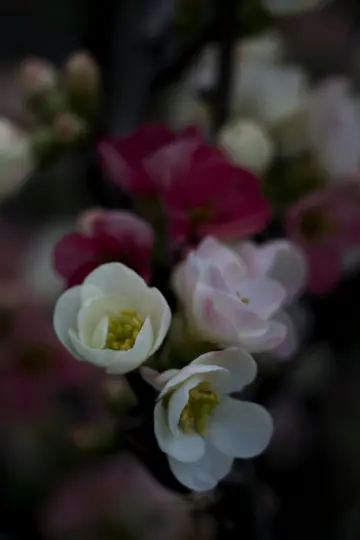 Ett makrofotografi visar delikata vita och rosa blommor med gula centra mot en mörk, suddig bakgrund.