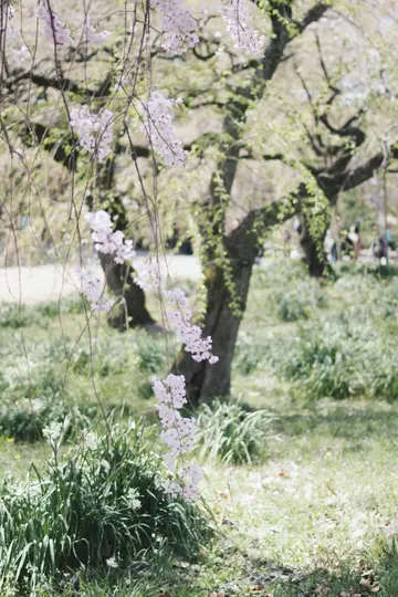 Närbild av ljusrosa körsbärsblommor som hänger från grenar, med suddigt grönt gräs och träd i bakgrunden.