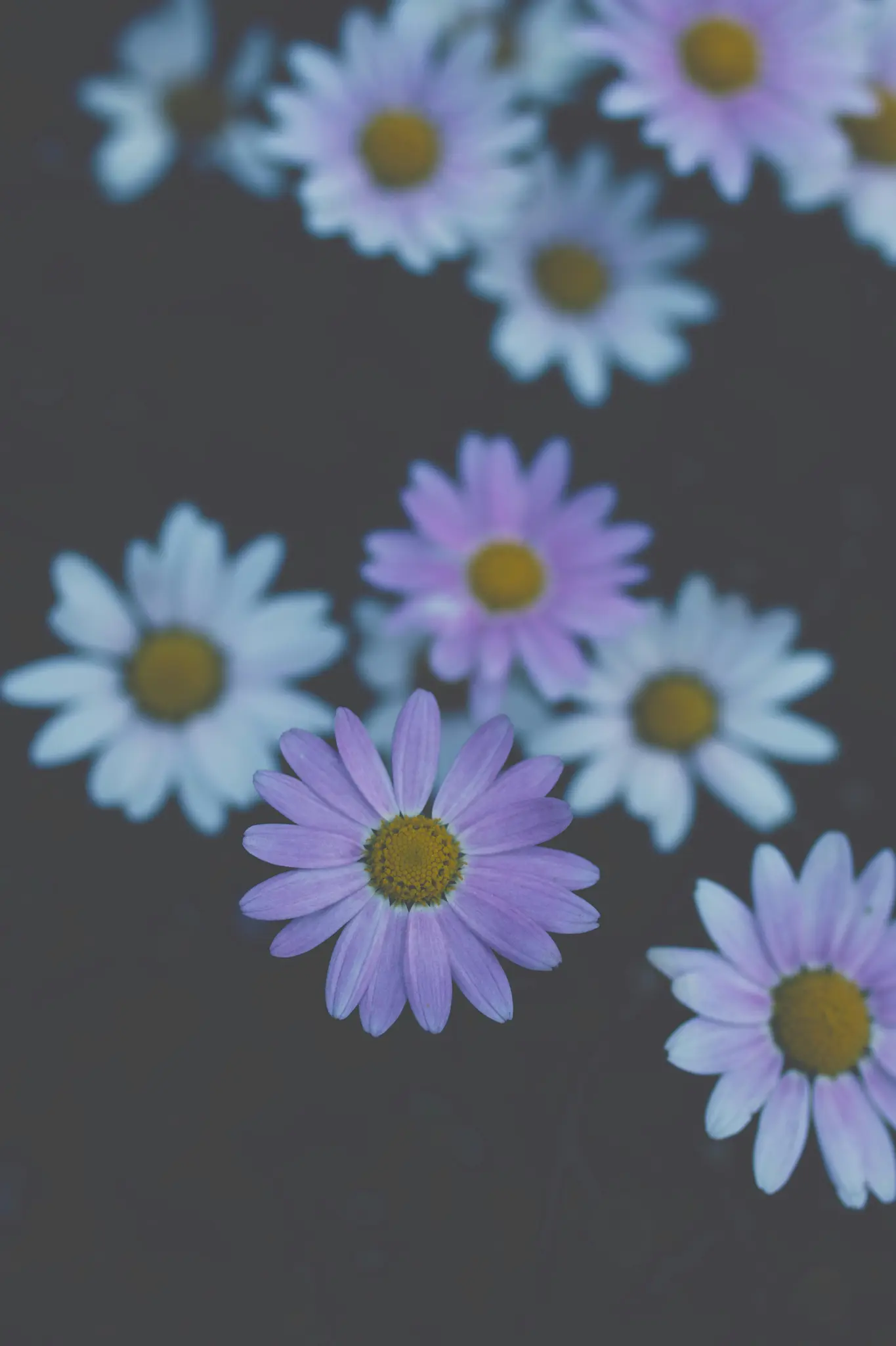 An overhead close-up shows several purple and white daisy-like flowers with yellow centers floating on a dark, reflective…