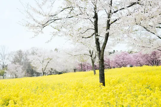 A wide shot of a bright yellow flower field under a light sky, with white and pink cherry blossom trees in the background.