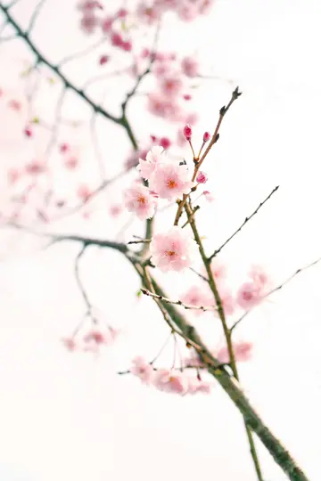 A close-up shot of soft pink cherry blossoms on brown branches against a bright, out-of-focus white background.