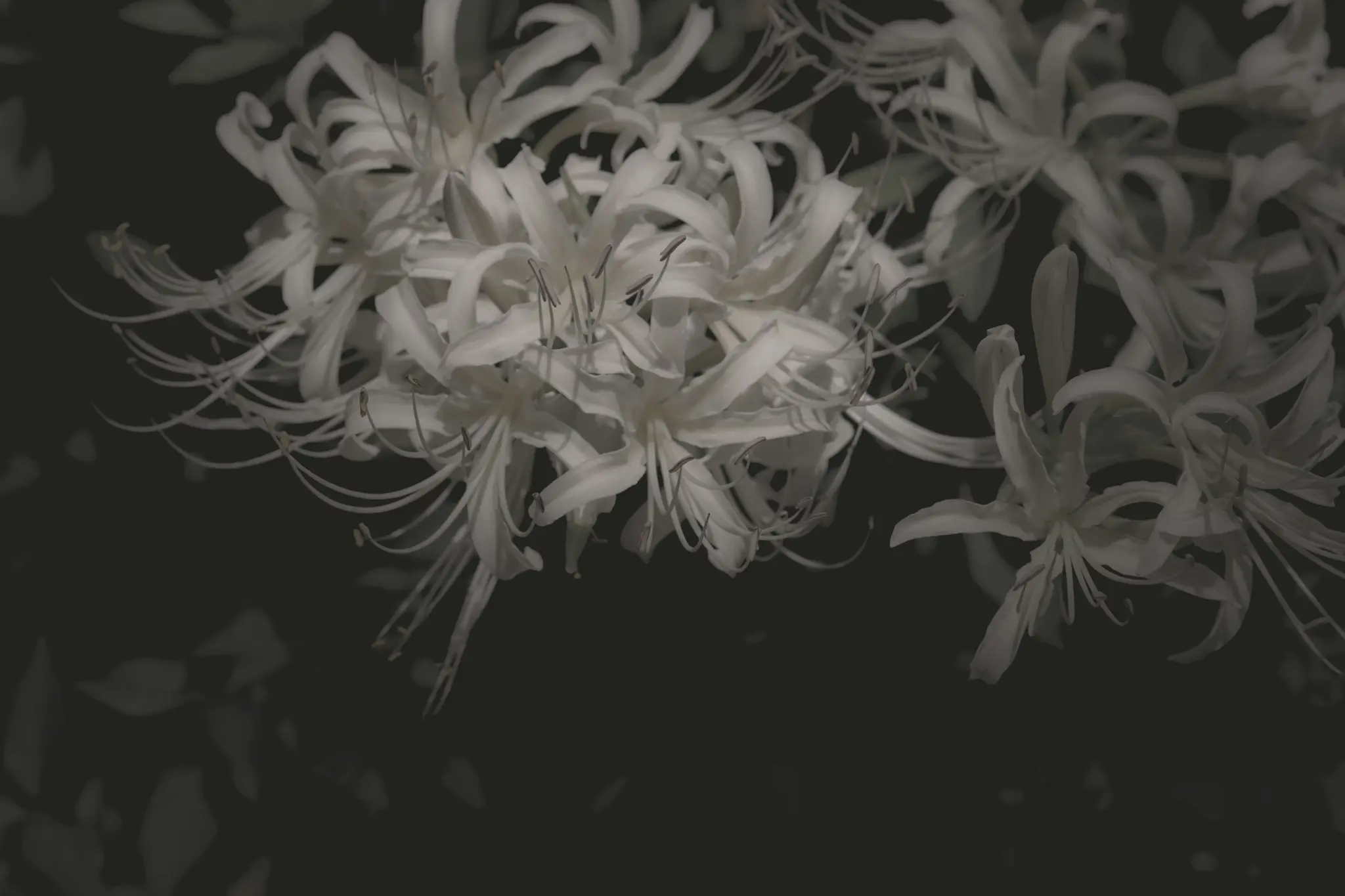 A close-up shot of white spider lilies with long, curved petals and prominent stamens, glowing against a dark, shadowy…