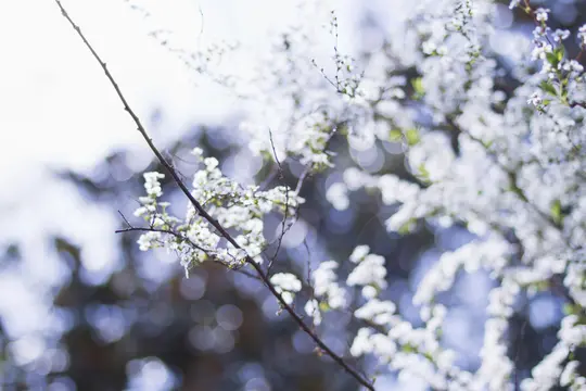 En närbild av trädgrenar täckta av talrika små vita blommor, med en mjuk, suddig ljusblå bakgrund.