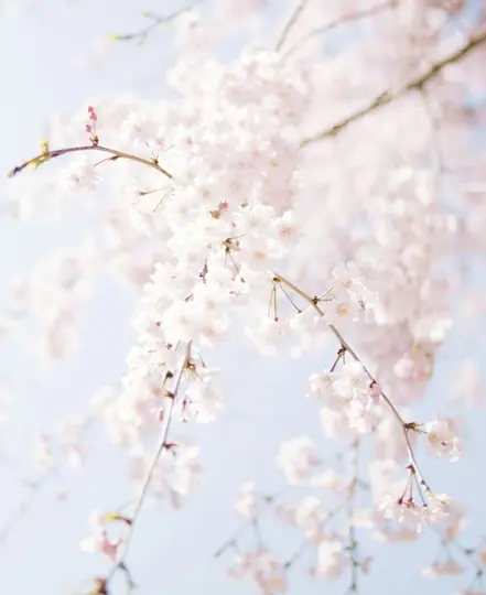 En närbild av många mjuka rosa körsbärsblommor på fina grenar, mot en ljusblå himmel.