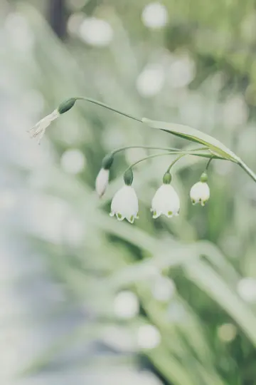 A close-up of delicate white bell-shaped flowers with green spots on their petals, against a soft green bokeh background.