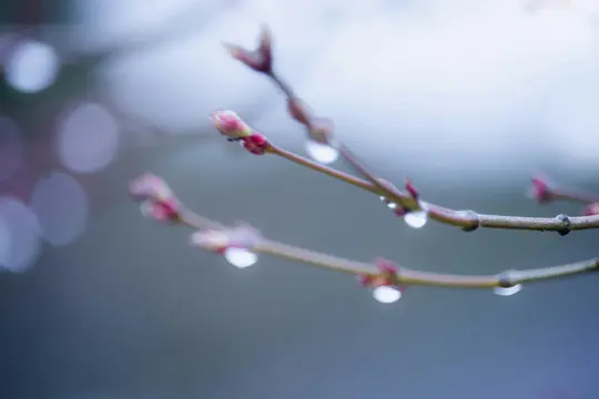 Närbild av trädgrenar med rosa knoppar och glittrande vattendroppar mot en mjuk, suddig blågrå bakgrund.