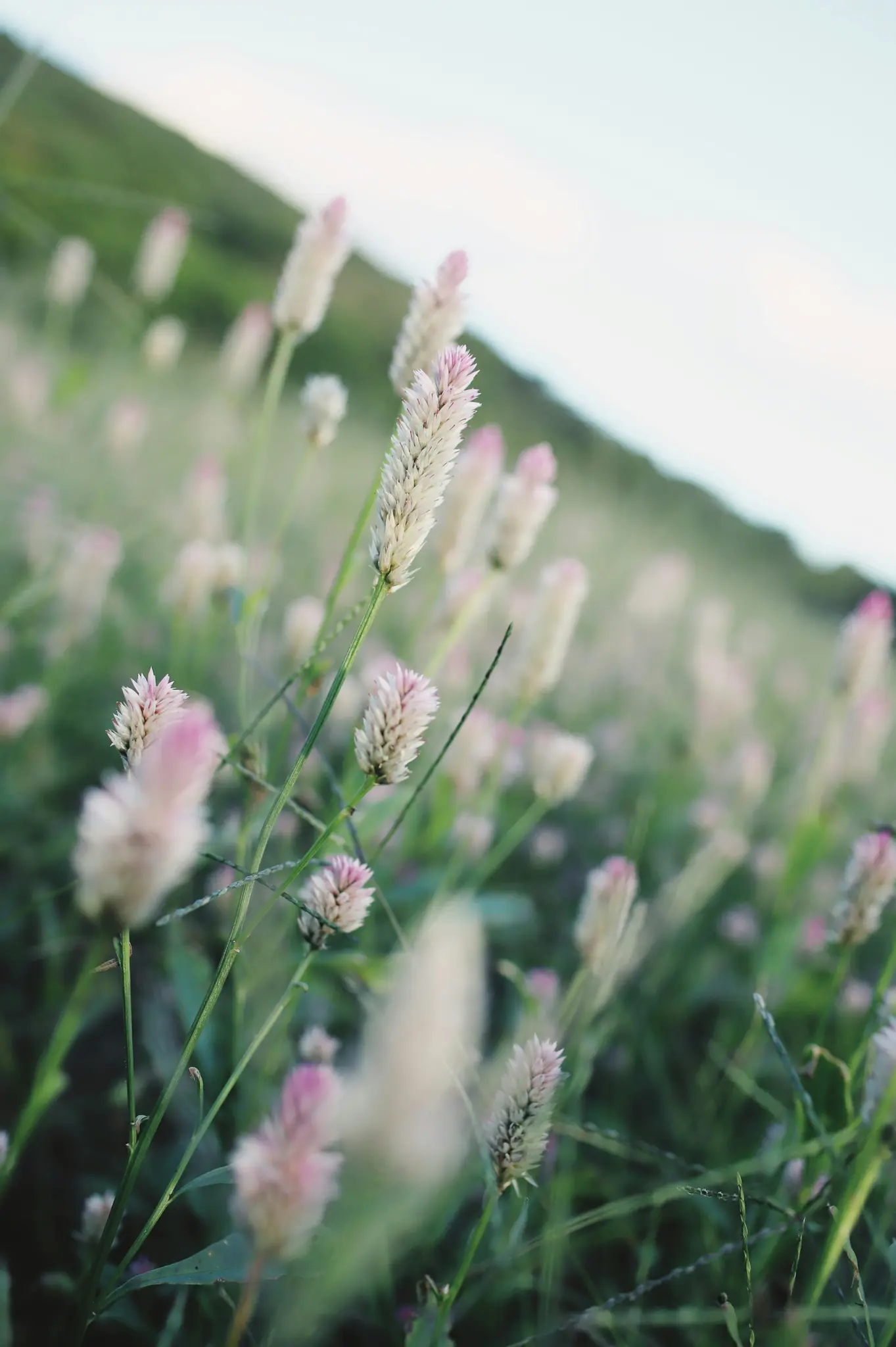 Nahaufnahme von zahlreichen hellen, federartigen Pflanzen mit rosa Spitzen, die auf einem Feld wachsen. Der Hintergrund ist