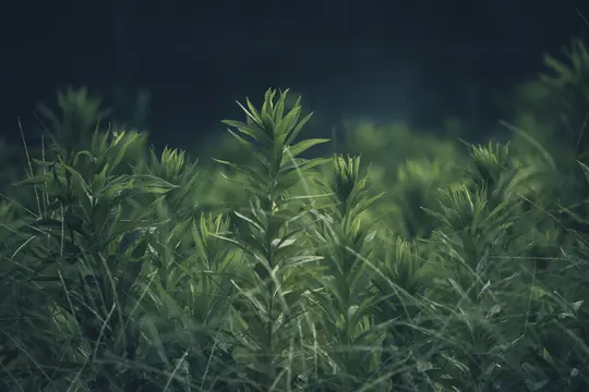 En närbild av olika gröna växter med långa blad, vissa högre än andra, mot en mörk, suddig bakgrund.