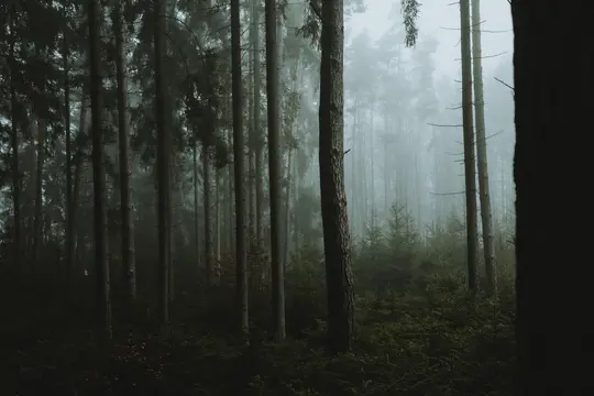 Tiheä metsä korkeita, hoikkia puita seisoo paksussa, tunnelmallisessa sumussa. Maassa on tummanvihreää aluskasvillisuutta.