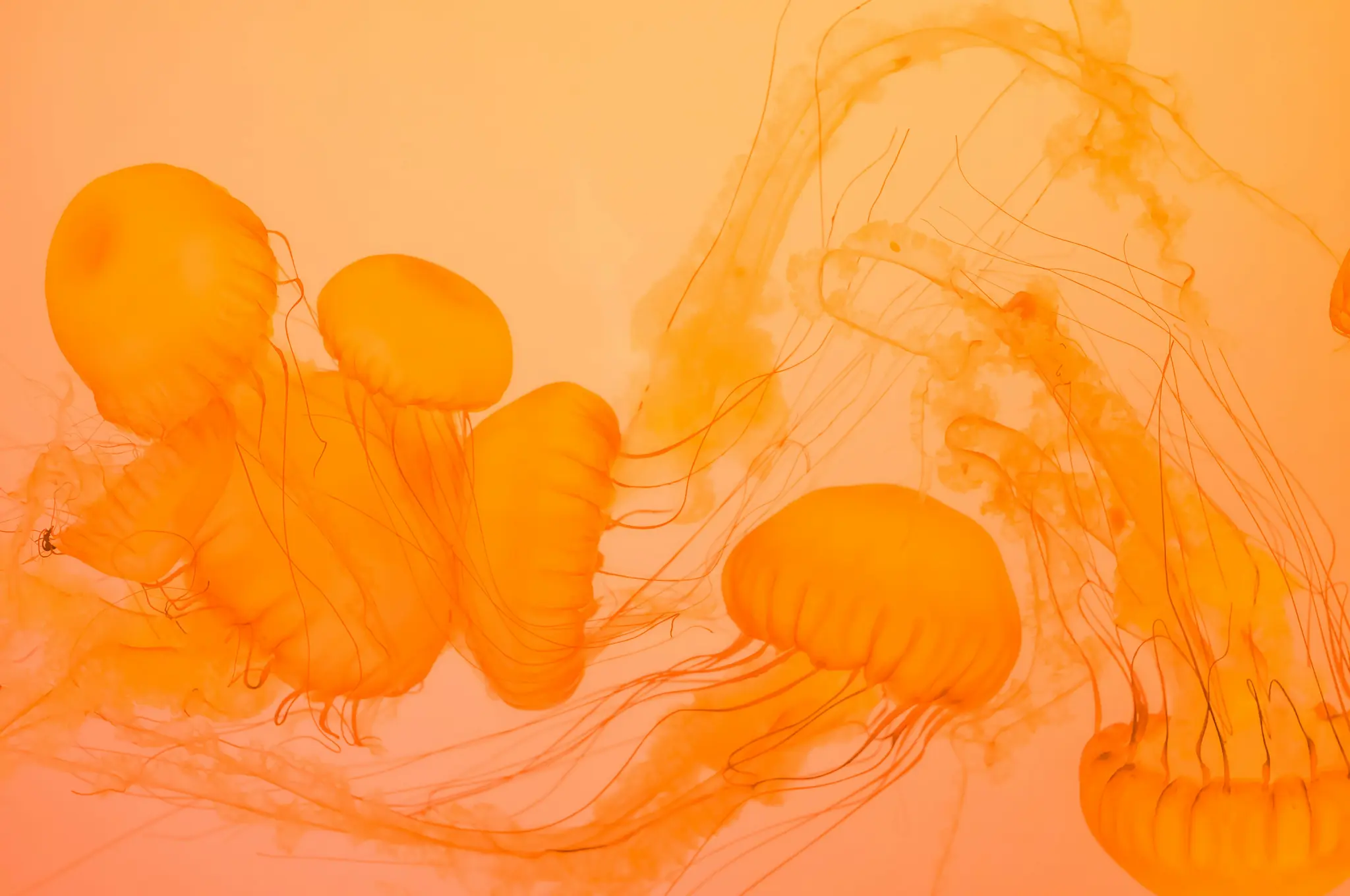 Mehrere durchscheinende orangefarbene Quallen mit langen, fließenden Tentakeln schwimmen vor einem pfirsichfarbenen