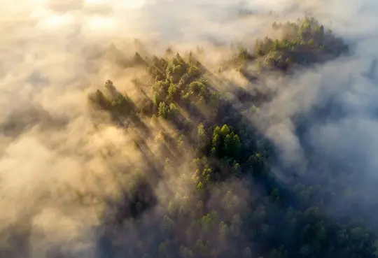 En flygbild av en tät skog insvept i dimma, med gyllene solstrålar som tränger igenom dimman och lyser upp…